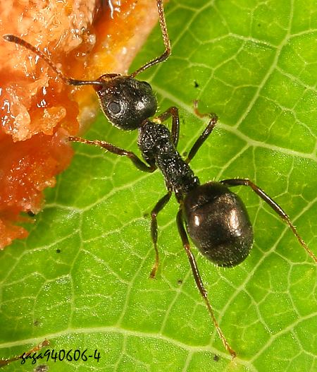 Dolichoderus thoracicus 