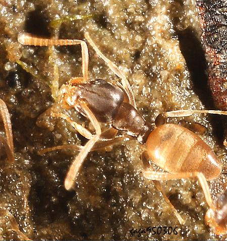 W[ Tapinoma sp.