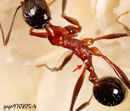 Aphaenogaster lepida