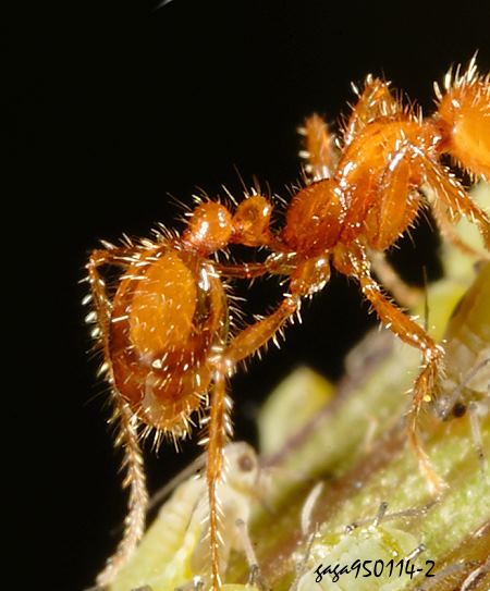 jYa Pheidole sp.