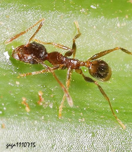 LפjYa Pheidole indica