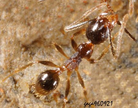 jYa  Pheidole  sp.  
