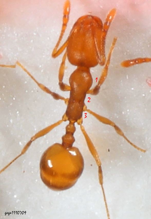 Monomorium pharaonis