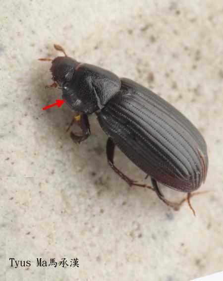 Aphodius jengi Masumoto