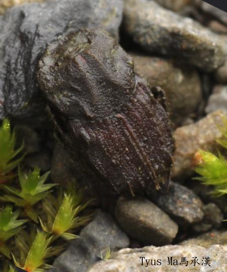 Sinodrepanus tsaii 