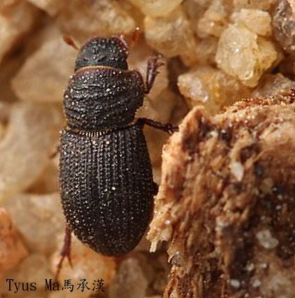 Trichiorhyssemus yumikoae