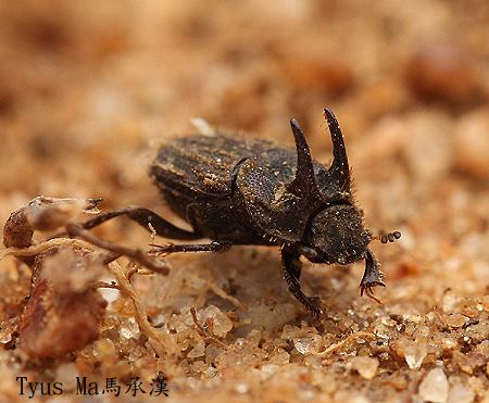 Tibiodrepanus sinicus