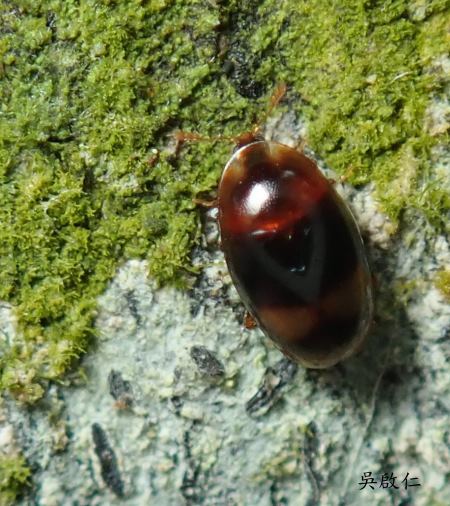 Corylophus cassidoides 