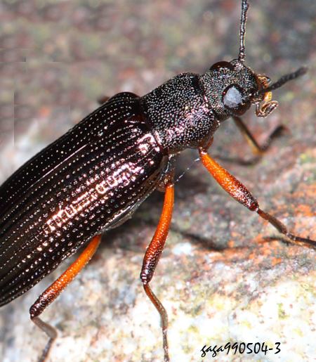 長迴木蟲屬 Strongylium sp. 