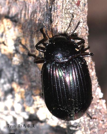 Euhemicera pingtita 