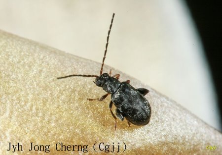 iD