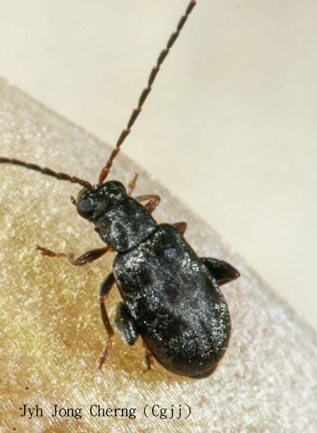 Hespera lomasa 