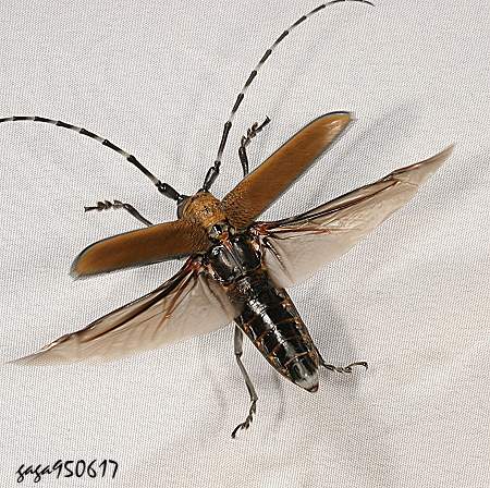 Ѥ Apriona rugicollis 