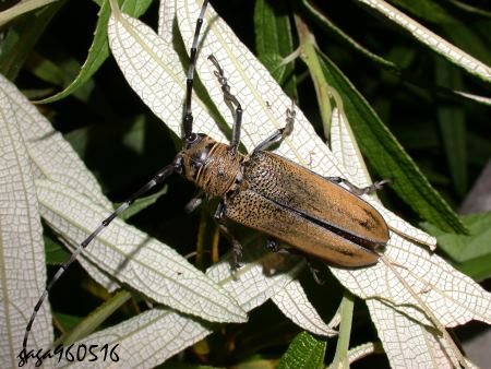 Apriona rugicollis 