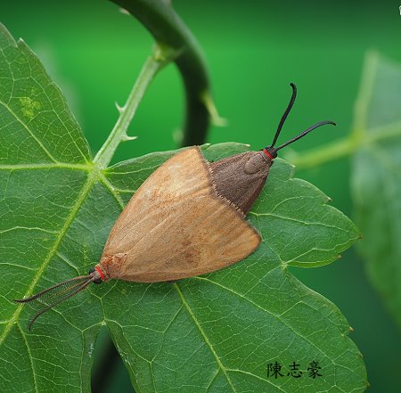 Arbudas submacula