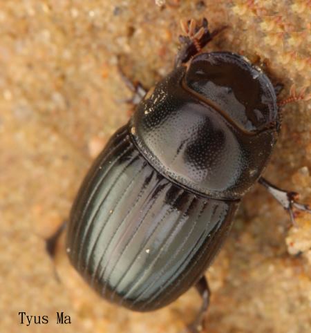 Microcopris reflexus
