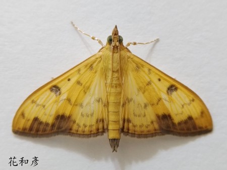 Botyodes diniasalis 