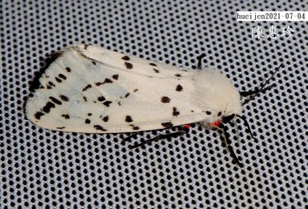 O Spilosoma daitoensis
