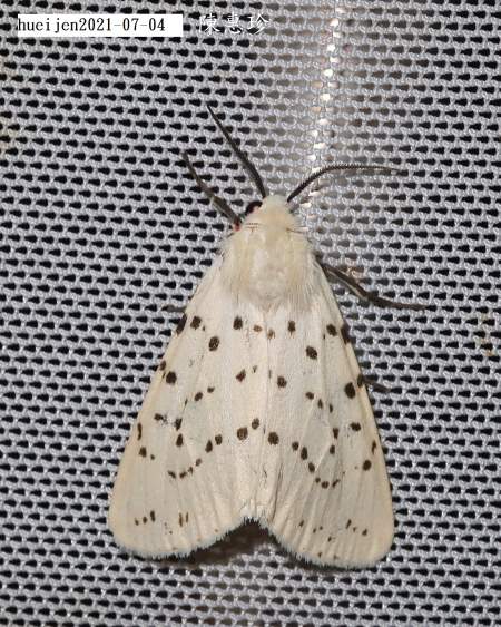 Spilosoma daitoensis