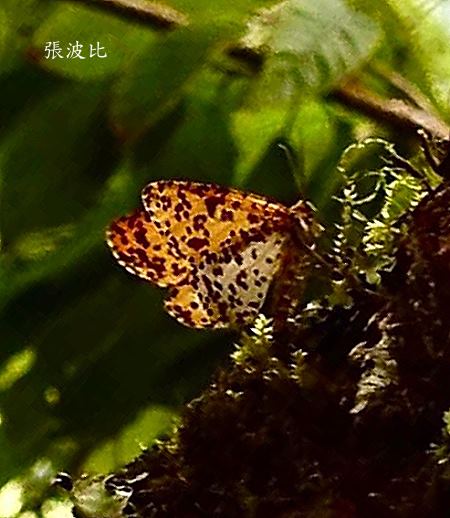 Obeidia vagipardata albomarginata