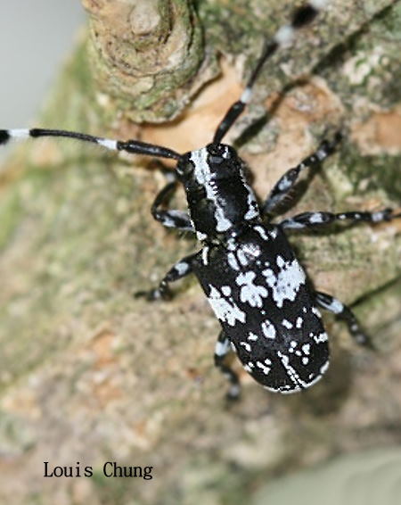  Cacia shirupiti