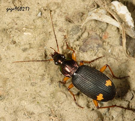 ᴳCB Chlaenius posticus  