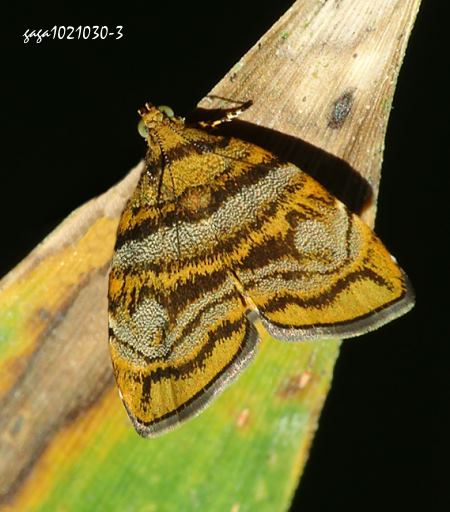 Choreutis amethystodes  
