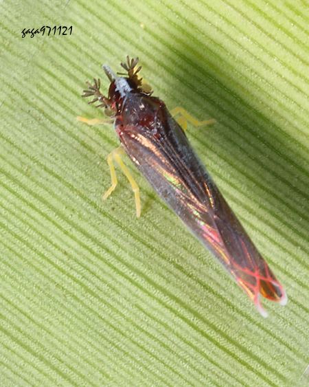 長翅飛蝨 Kaha sp.