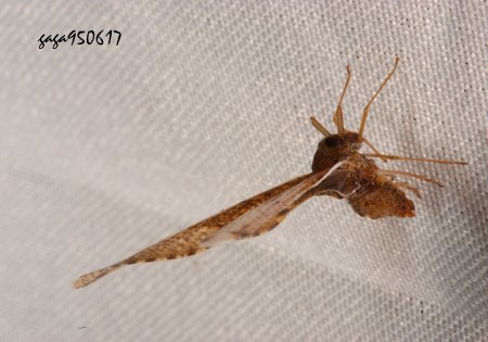 長袖飛蝨屬 Zoraida sp.  