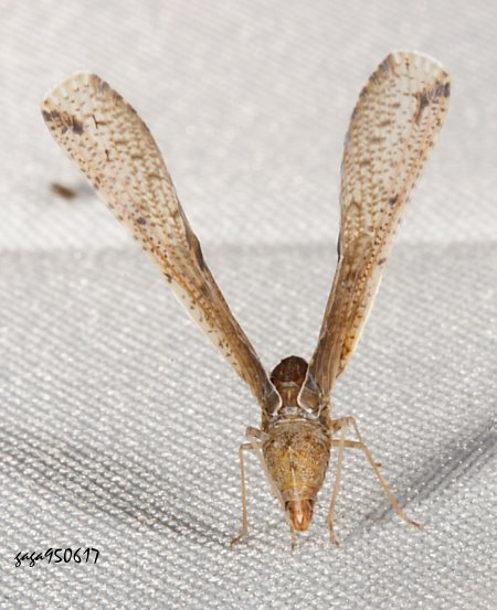 長袖飛蝨屬 Zoraida sp.  