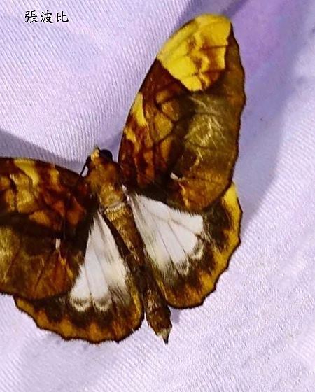 Gandaritis postalba