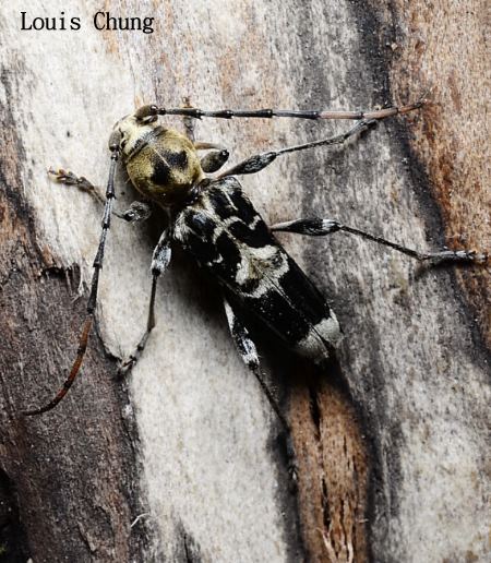 Anaglyptus sericellus