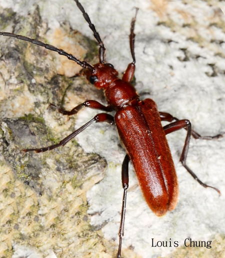 Pachypidonia rubrida