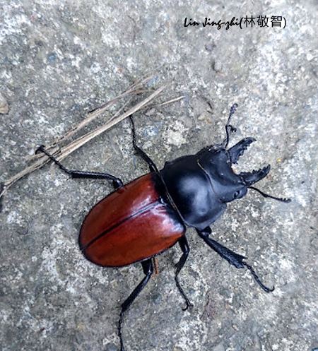 Neolucanus doro horaguchii