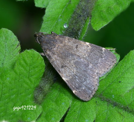 Hydrillodes torsivena