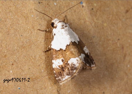 Maliattha picata
