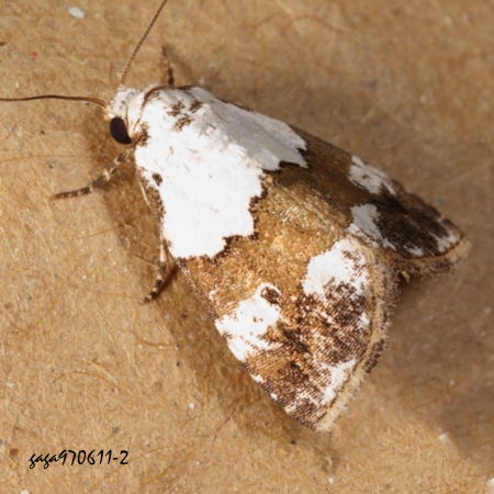  Maliattha picata