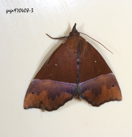 基伊裳蛾 Itmaharela sp.