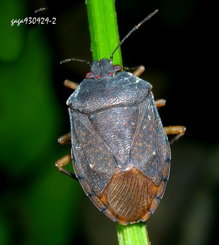 Aednus sp.  