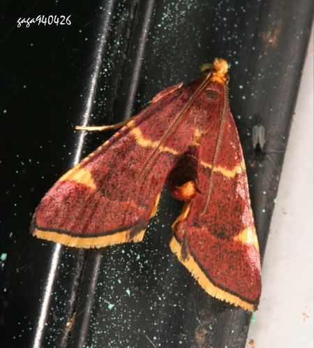 ȬHerculia sp