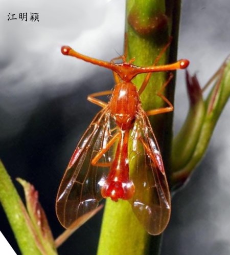 ֫ج` Pelmatops fukiensis 