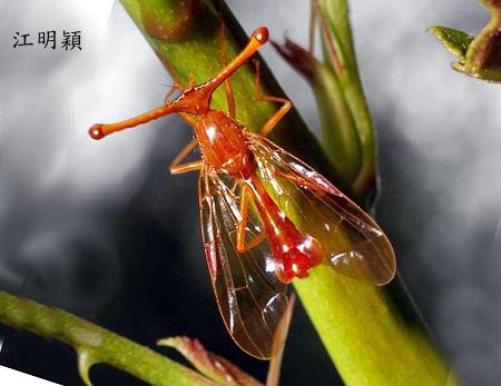 Pelmatops fukiensis
