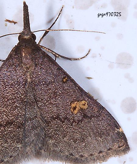 長鬚裳蛾亞科 Naarda xanthonephra