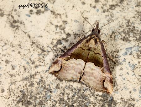 Hypena indicatalis 