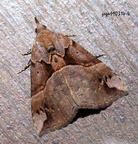 ½žwŽ] Hypena tenebralis 