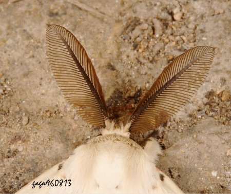 Lymantria xylina 