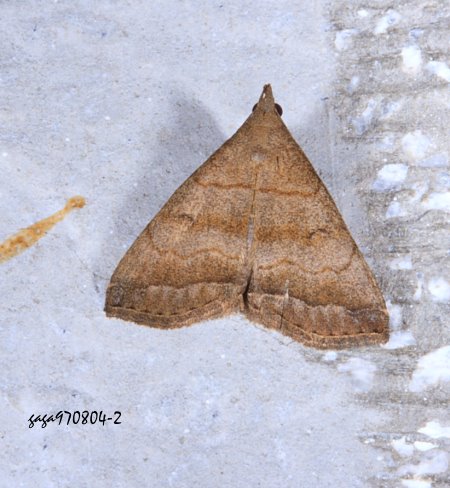 Xi°Žn Herminia vermiculata