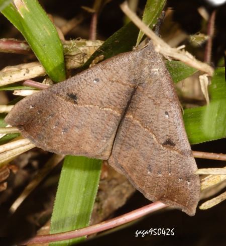 Hypena proboscidalis