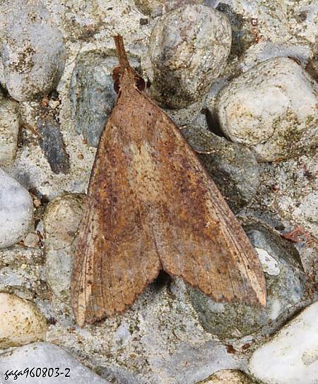 Hypena sp.