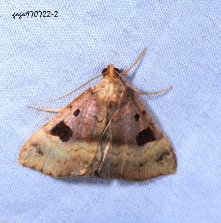 Mosopia  sp.   